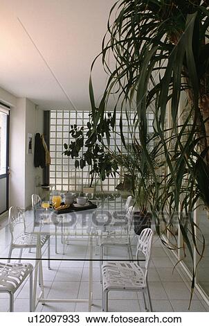 Rectangular glass table and white metal chairs in white eighties dining room with large houseplant View Large Photo Image Stock Image - Rectangular glass table and white metal chairs in white eighties dining room with large houseplant. Fotosearch
