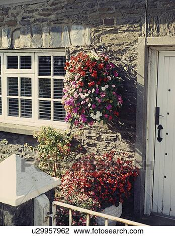 Stock Image - Red and pink impatiens and petunias in hanging basket on stone cottage wall. Fotosearch