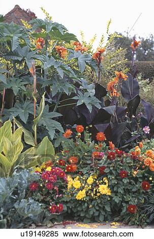 Stock Photography - Red and yellow dahlias with ricinus and orange canna in exotic garden border. Fotosearch