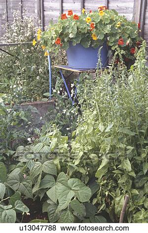 Red and yellow nasturtiums in blue pot on table in vegetable garden with green beans View Large Photo Image Stock Photo - Red and yellow nasturtiums in blue pot on table in vegetable garden with green beans. Fotosearch