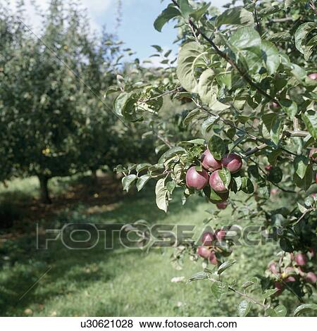 Red apples on tree in country garden orchard View Large Photo Image Stock Photo - Red apples on tree in country garden orchard. Fotosearch