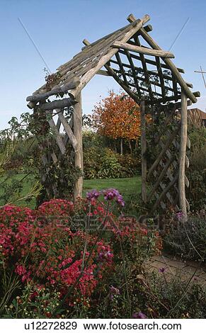 Red asters and purple verbena "bonariensis" growing by rustic arch in Autumn garden View Large Photo Image Stock Photo - Red asters and purple verbena "bonariensis" growing by rustic arch in Autumn garden. Fotosearch
