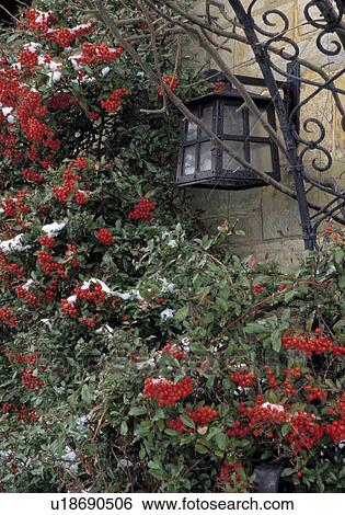 Red berries of the Guelder rose against a house wall. View Large Photo Image Stock Photograph - Red berries of the Guelder rose against a house wall.. Fotosearch