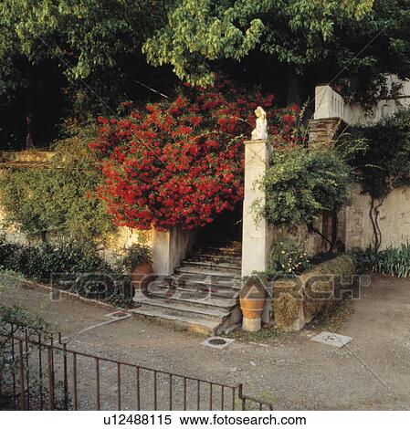 Stock Photography - Red bougainvillea beside steps to Italian hillside villa in summer. Fotosearch