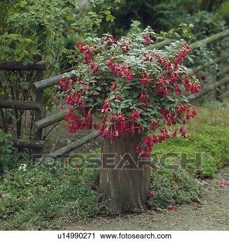 Red fuchsia in tall pot View Large Photo Image Stock Image - Red fuchsia in tall pot. Fotosearch