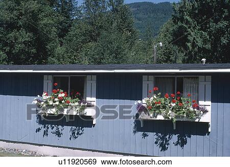 Stock Photo - Red geraniums and white petunias in windowboxes on single storey blue wooden house with white shutters. Fotosearch