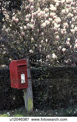 Red letterbox on post beside pink magnolia View Large Photo Image Stock Photo - Red letterbox on post beside pink magnolia. Fotosearch