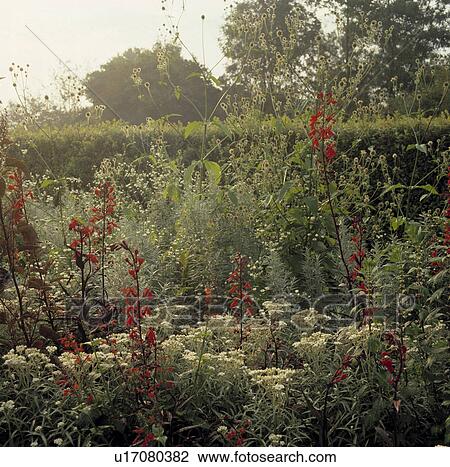 Red lobelia and anaphalis in border in country garden in late summer View Large Photo Image Stock Image - Red lobelia and anaphalis in border in country garden in late summer. Fotosearch