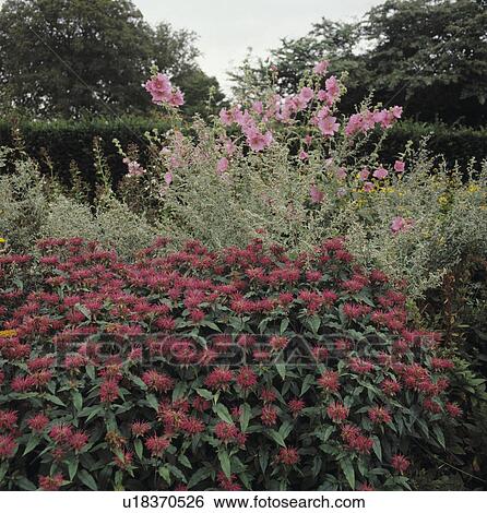 Stock Photograph - Red monarda and pink lavatera in summer border . Fotosearch