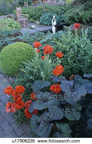 Stock Photograph - Red poppies and clipped shrub in flowering borders in country garden in summer. Fotosearch