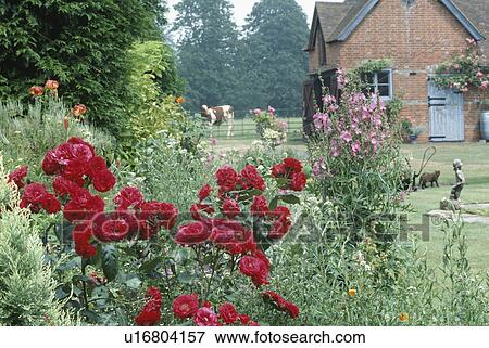 Red roses and pink sidalcea in summer border in country garden with brick cottage in the background View Large Photo Image Stock Photo - Red roses and pink sidalcea in summer border in country garden with brick cottage in the background. Fotosearch