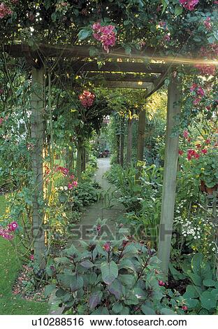 Rose covered pergola underplanted with perennials View Large Photo Image Stock Photograph - Rose covered pergola underplanted with perennials . Fotosearch