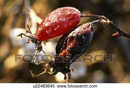 rose, winter, rosehip, rosa, plants View Large Photo Image Stock Photography - rose, winter, rosehip, rosa, plants. Fotosearch