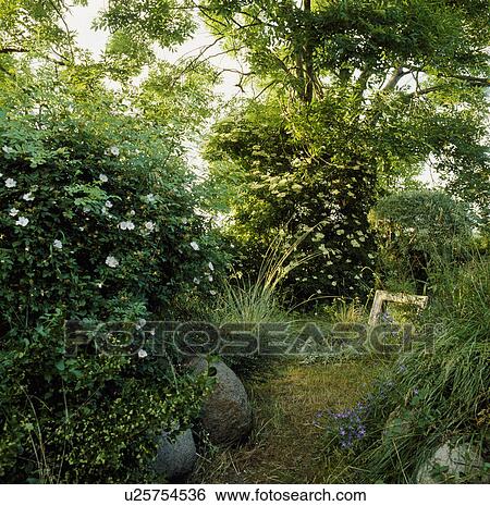 Stock Photograph - Roses in wild country garden in summer. Fotosearch