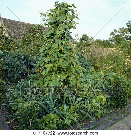 Runner beans in large country vegetable garden in summer View Large Photo Image Stock Image - Runner beans in large country vegetable garden in summer. Fotosearch