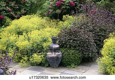Sculptural pot and alchemilla mollis in garden border in summer View Large Photo Image Stock Photography - Sculptural pot and alchemilla mollis in garden border in summer. Fotosearch