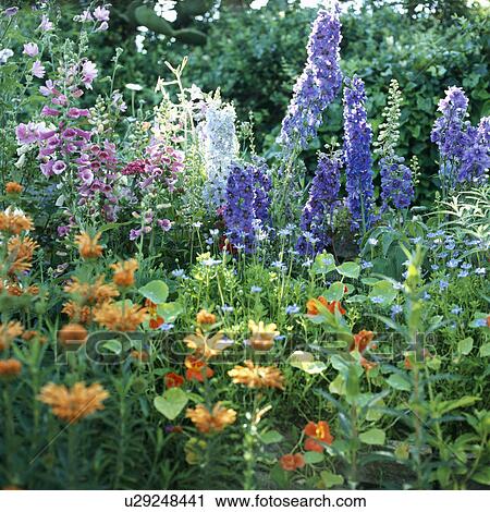 Section of a summer border with foxgloves, nasturtiums and delphiniums View Large Photo Image Stock Image - Section of a summer border with foxgloves, nasturtiums and delphiniums. Fotosearch