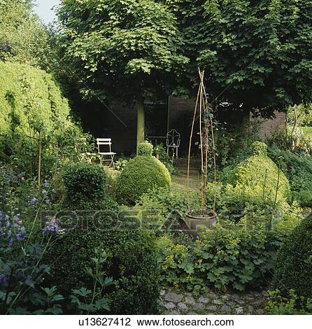 Shady corner of a courtyard with an informal planting with lady's mantle, box topiary and delphiniums View Large Photo Image Stock Image - Shady corner of a courtyard with an informal planting with lady's mantle, box topiary and delphiniums. Fotosearch