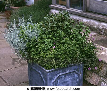 Shrub and herbs in container View Large Photo Image Stock Photo - Shrub and herbs in container. Fotosearch