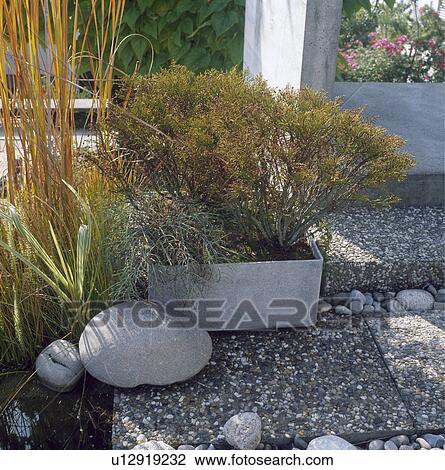 Shrub in pot in town garden View Large Photo Image Stock Image - Shrub in pot in town garden. Fotosearch