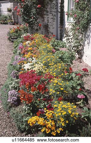 Stock Photography - Sideways view of red mimulus and yellow tagetes in annual summer border in front of cottage. Fotosearch