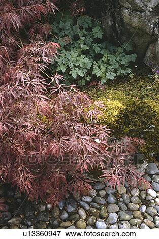 Small acer palmatum above pebbles and mossy stone View Large Photo Image Stock Photo - Small acer palmatum above pebbles and mossy stone . Fotosearch