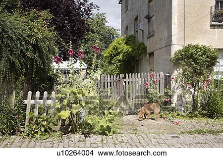 Picture - Small dog on paving in front of wooden picket fence with red hollyhocks. Fotosearch