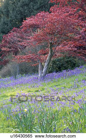 Small prunus tree in bluebell wood View Large Photo Image Stock Photography - Small prunus tree in bluebell wood. Fotosearch