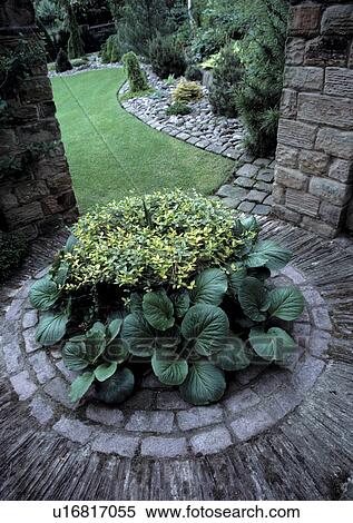 Small round bed -bergenia and box- in granite sett and slate path View Large Photo Image Stock Photography - Small round bed -bergenia and box- in granite sett and slate path. Fotosearch