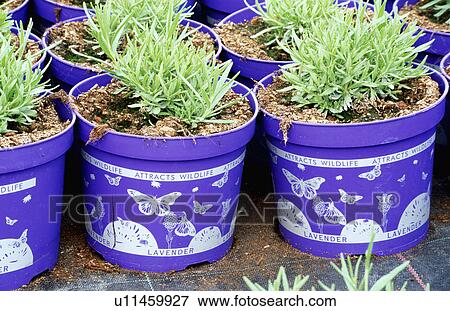 Stock Photo - Small shrubs in pots in country garden. Fotosearch