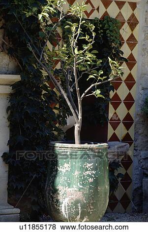 Small shrubs in pots in country garden View Large Photo Image Stock Photo - Small shrubs in pots in country garden. Fotosearch
