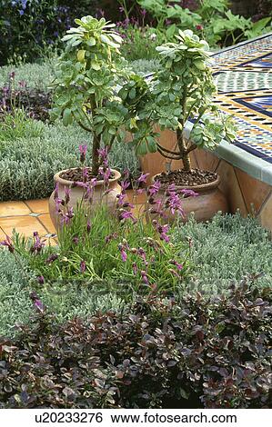Stock Photograph - Small shrubs in pots in country garden. Fotosearch