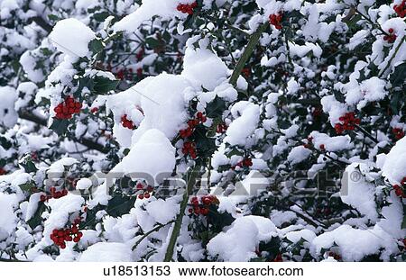 Stock Image - Snow in country garden in winter. Fotosearch