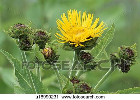 Stock Image - sow-thistle, wild, yellow, sonchus arvenis, plants. Fotosearch