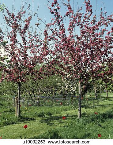Spring orchard with pink blossom trees underplanted with tulips and bluebells View Large Photo Image Stock Image - Spring orchard with pink blossom trees underplanted with tulips and bluebells . Fotosearch