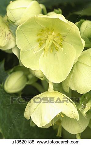 spring, perennial, cream, helleborus orientalis, plants View Large Photo Image Stock Photo - spring, perennial, cream, helleborus orientalis, plants. Fotosearch