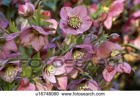 Stock Image - spring, pink, helleborus orientalis, perennial, plants. Fotosearch