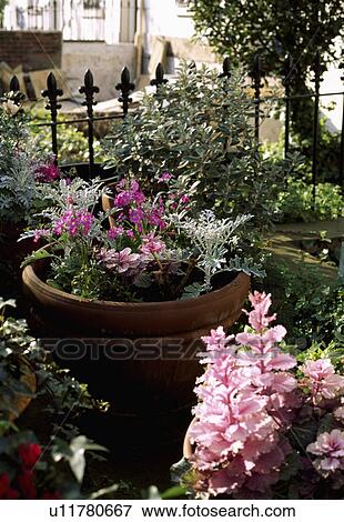 Stock Photo - Spring plants in terracotta pot. Fotosearch