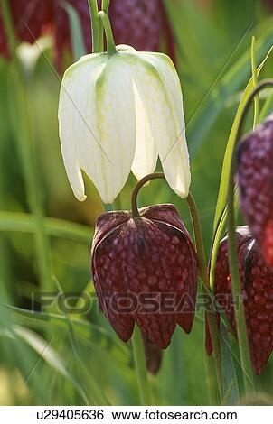 spring, white, fritillaria meleagris, snakeshead fritillary, purple, plants View Large Photo Image Stock Photograph - spring, white, fritillaria meleagris, snakeshead fritillary, purple, plants. Fotosearch