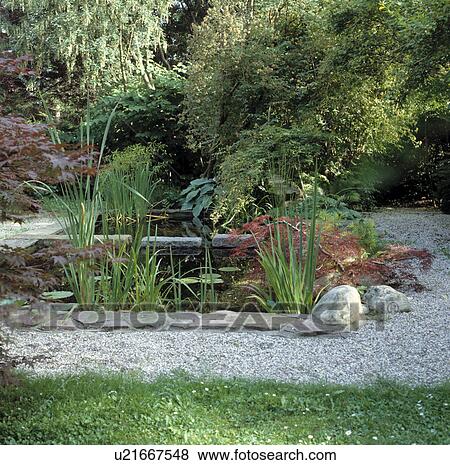 Stock Photo - Square garden pond with yellow flag iresa and purple leaves japanese maples backed by shrubs including a white wisteria. Fotosearch