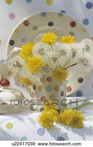 Still-Life dandelions in spotted cup View Large Photo Image Stock Photo - Still-Life dandelions in spotted cup. Fotosearch