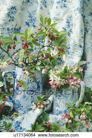 Picture - Still-Life of apple blossom. Fotosearch