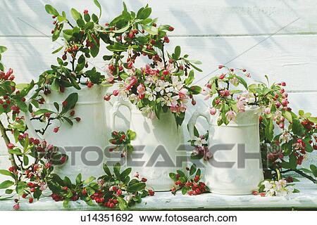 Stock Image - Still-Life of apple blossom. Fotosearch