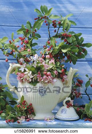 Stock Image - Still-Life of apple blossom. Fotosearch