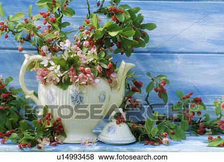Still-Life of apple blossom View Large Photo Image Stock Photo - Still-Life of apple blossom. Fotosearch