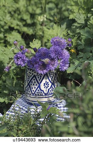 Still-Life of blue cornflowers in vase View Large Photo Image Stock Image - Still-Life of blue cornflowers in vase. Fotosearch