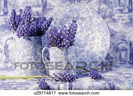 Still-Life of blue+white jugs and muscari View Large Photo Image Stock Photo - Still-Life of blue+white jugs and muscari. Fotosearch