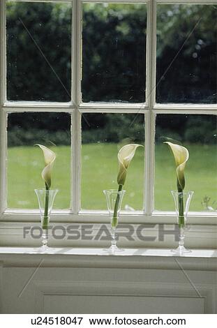 Still-Life of calla lilies on windowsill View Large Photo Image Stock Photo - Still-Life of calla lilies on windowsill. Fotosearch