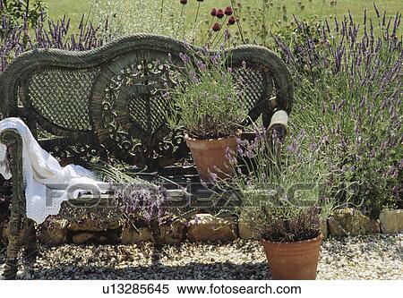 Still-life of cane bench and lavender in pot View Large Photo Image Stock Photography - Still-life of cane bench and lavender in pot . Fotosearch