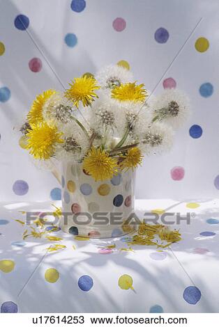 Still-Life of dandelions in spotted cup View Large Photo Image Stock Image - Still-Life of dandelions in spotted cup. Fotosearch